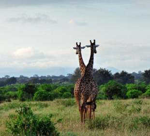 Tsavo East 