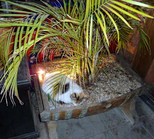 Eingang zur Kosy Bar