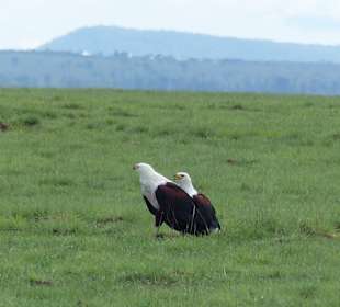 Amboseli