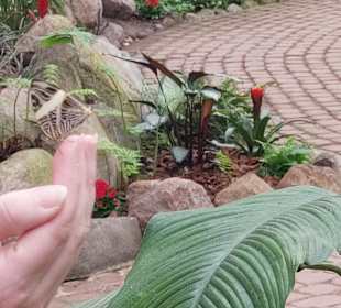 Schmetterlingsgarten