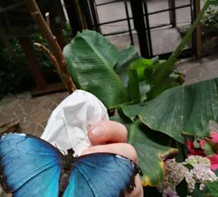 Schmetterling im Gehege 