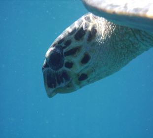 Schildkröte zum Greifen nah