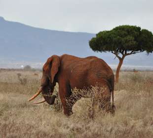 Tsavo East 