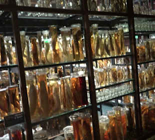 Museum für Naturkunde