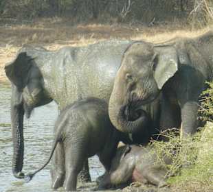 Elefantenfamilie beim Baden