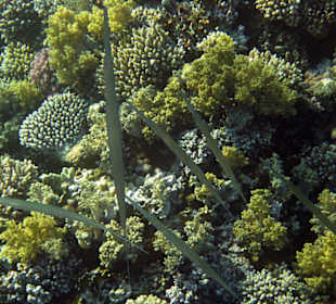 Рыбы-флейты