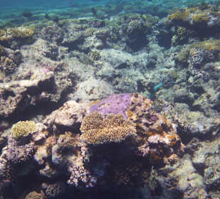 Schnorcheln Marsa Alam