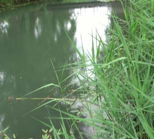 Fischlehrpfad Neu-Ulm