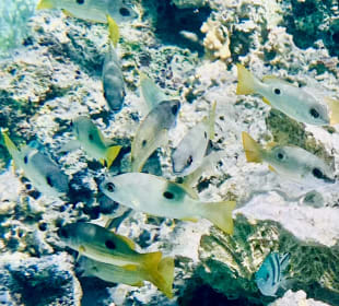 Schnorcheln Marsa Alam