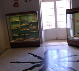 Naturhistorisches Museum