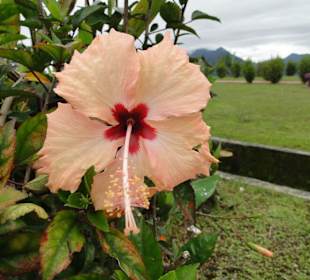 Wildlife Expeditions