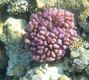 Розовый коралл
