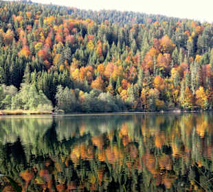 Farbenpracht im Herbst