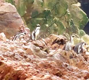 Ausflug Ballestas Inseln