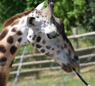 Rothschild-Giraffe