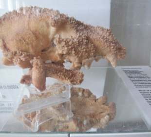 Einer der Schaukästen im Museum