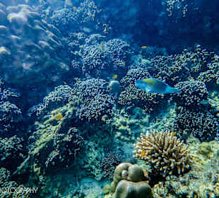 Under the sea