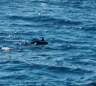 Jasmin Diving Center