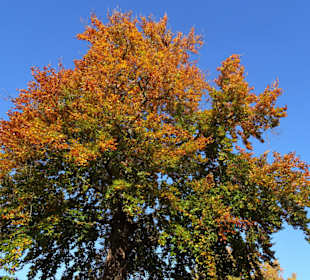 Eindrücke aus dem Bürgerpark Bremerhaven