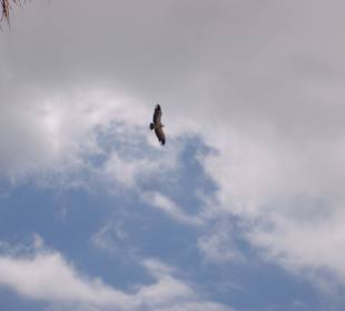 Oasispark - Flugschau