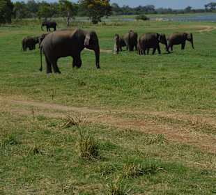Nationalpark Mineriya