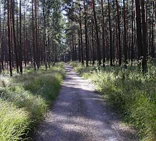 Waldweg im Müritz Nationalpark