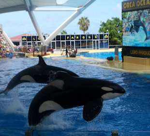 Orca Show