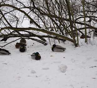 Mieszkańcy Łazienek Królewskich