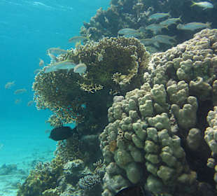 Schnorcheln am Hausriff SENTIDO Oriental Dream Resort