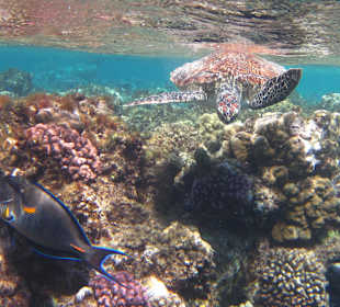 Schildkröte am Hausriff