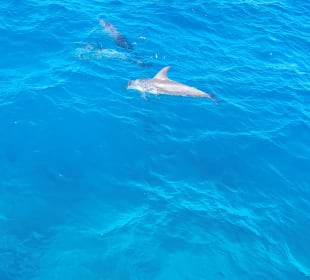 Delfin Tour Makadi Bay