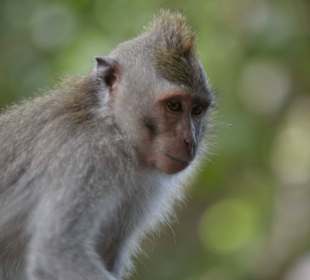 Affenwald in Ubud