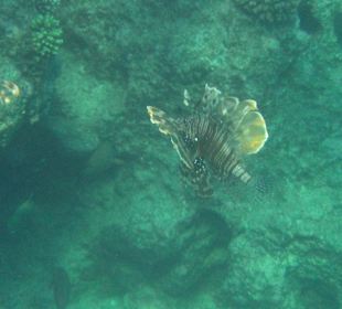 Riff Korallen - Hotel Citadel Azur Resort