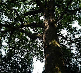 Stare drzewa w parku