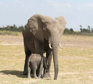 Amboseli