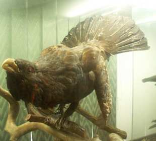 Ekspozycje w muzeum przyrodniczym