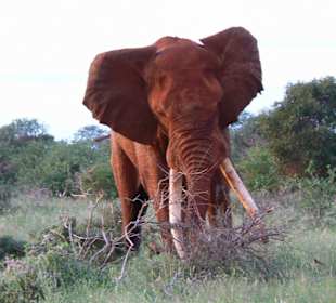 Elefant im Tsavo Ost