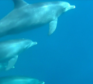 Delphintour mit Moby 2014