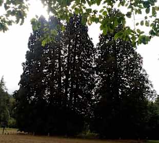 Jakobspilgerweg bei Landstuhl in Landstuhl