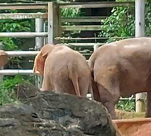 Singapur Zoo
