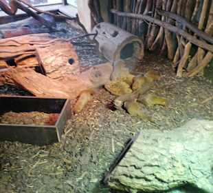 Zoologischer Garten Prag