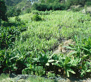 Cova-Ribeira da Torre-Paul Natural Park