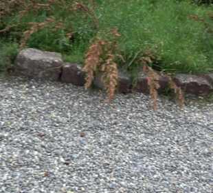 ALB-GOLD Naturgarten