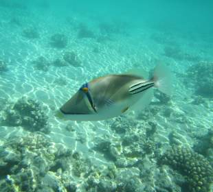 Рыба на кораллах