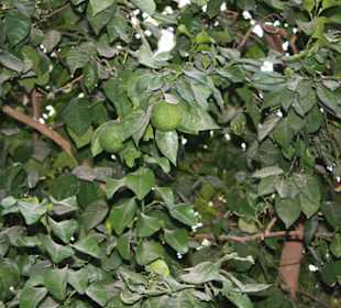 Im botanischen Garten von Assuan