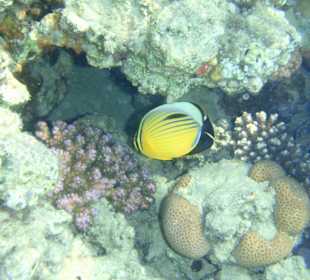 Riff direkt vorm Hotel