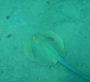 Schnorcheln Marsa Alam