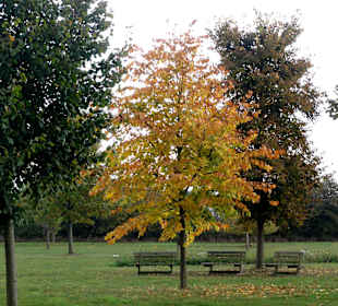 Spaziergang durch den Baumpark Thedinghausen