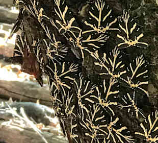 Peta Loudhes / Tal der Schmetterlinge