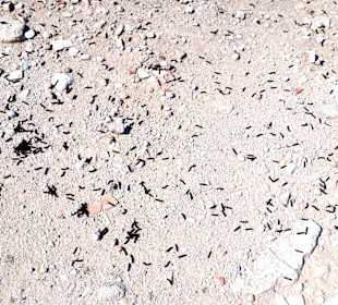 Archäologischer Park Kato Pafos